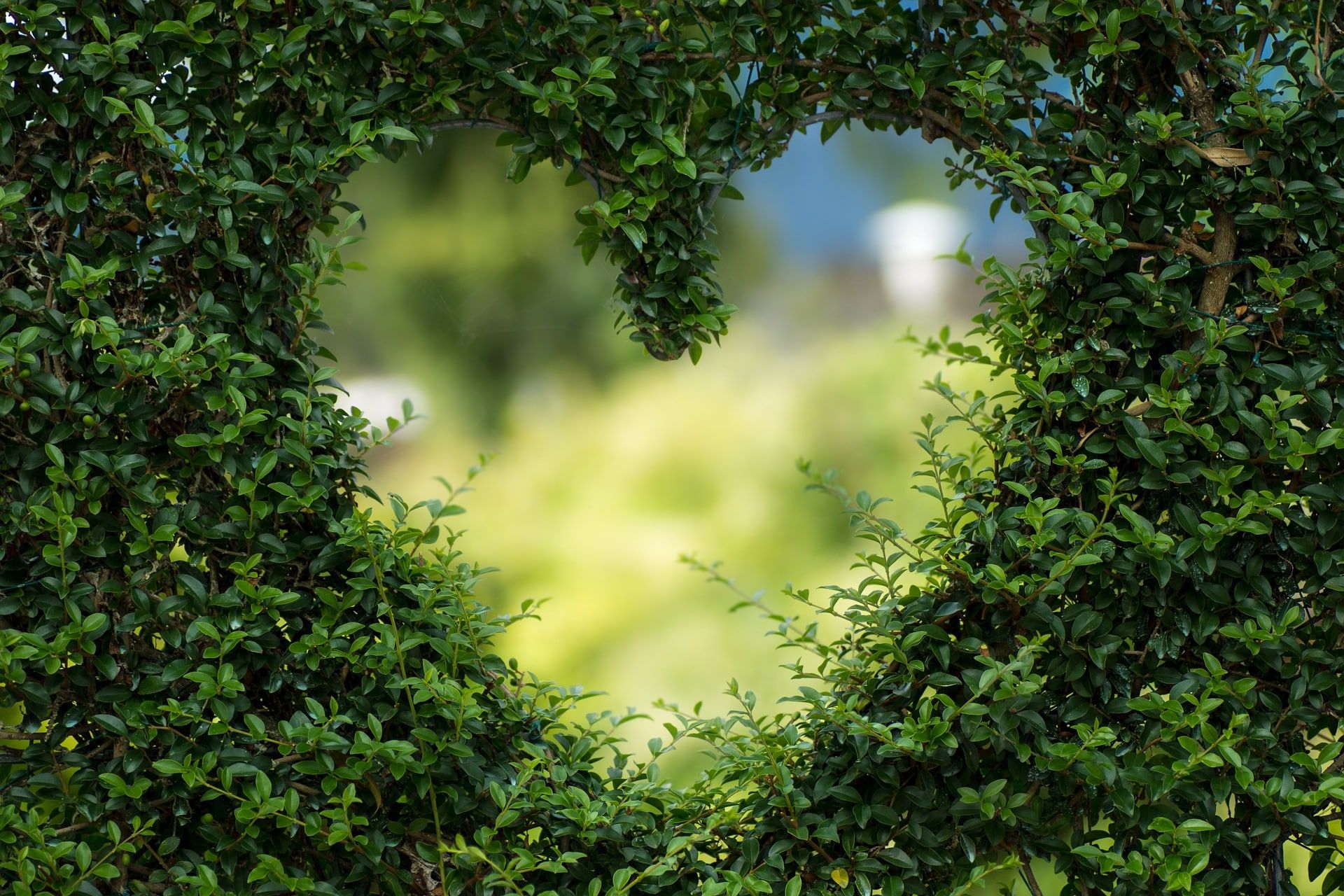 Can Hemp Oil Fight Heart Disease