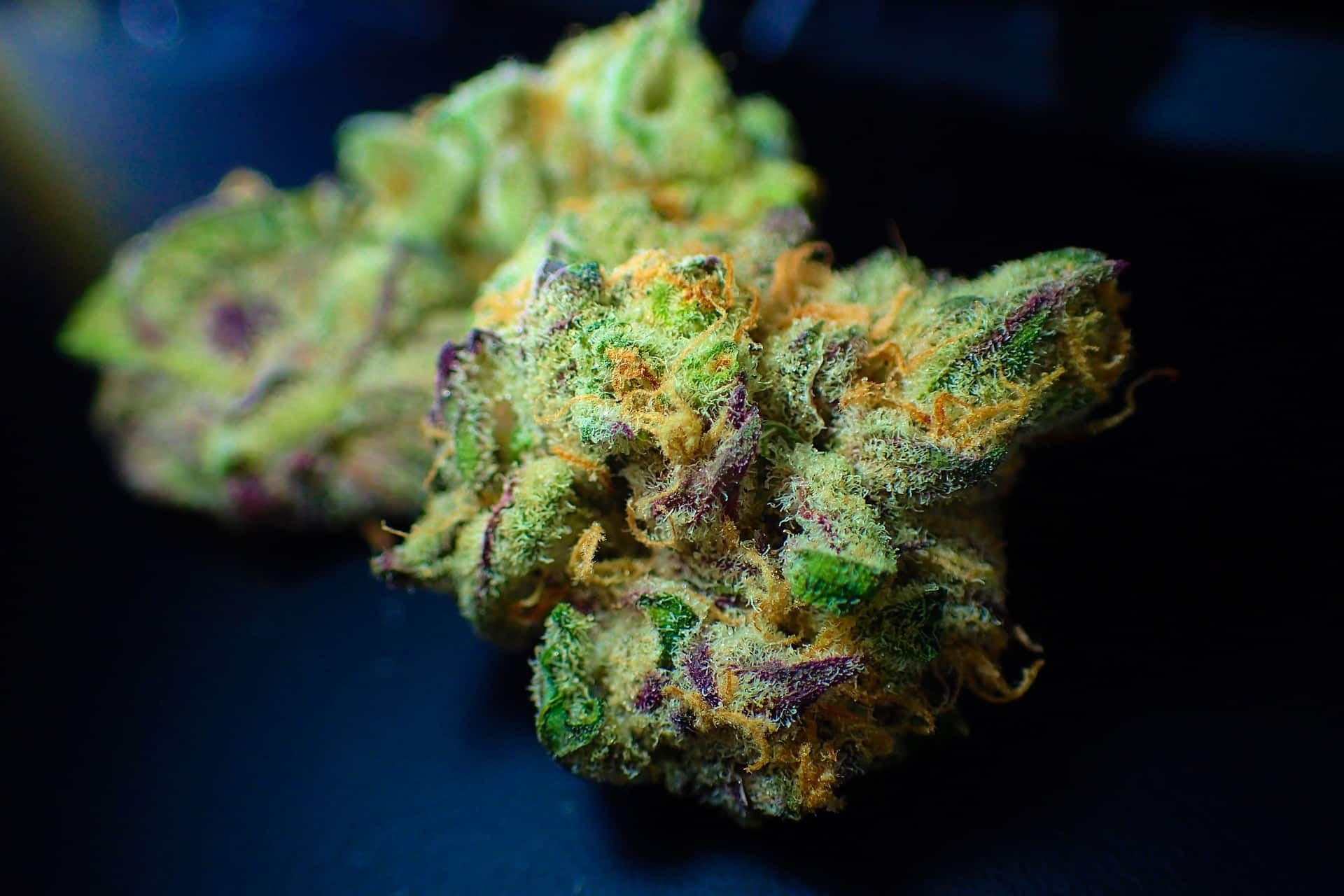 What Are Cannabis Trichomes