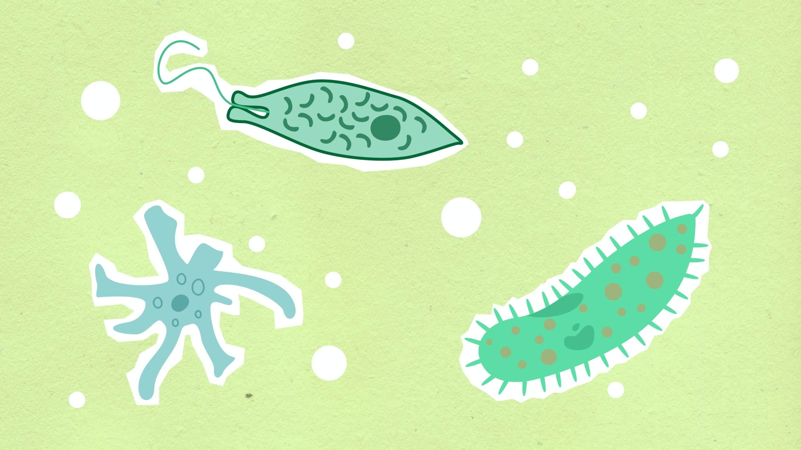 CBD as a Natural Antibiotic