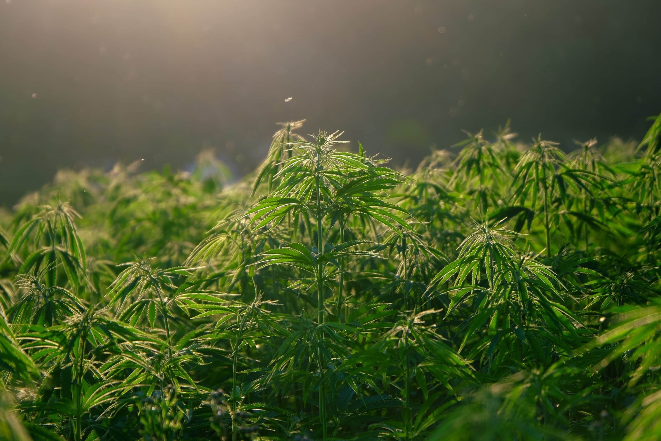 Indoor / Outdoor / Greenhouse CBD Cultivation: The Differences Explained