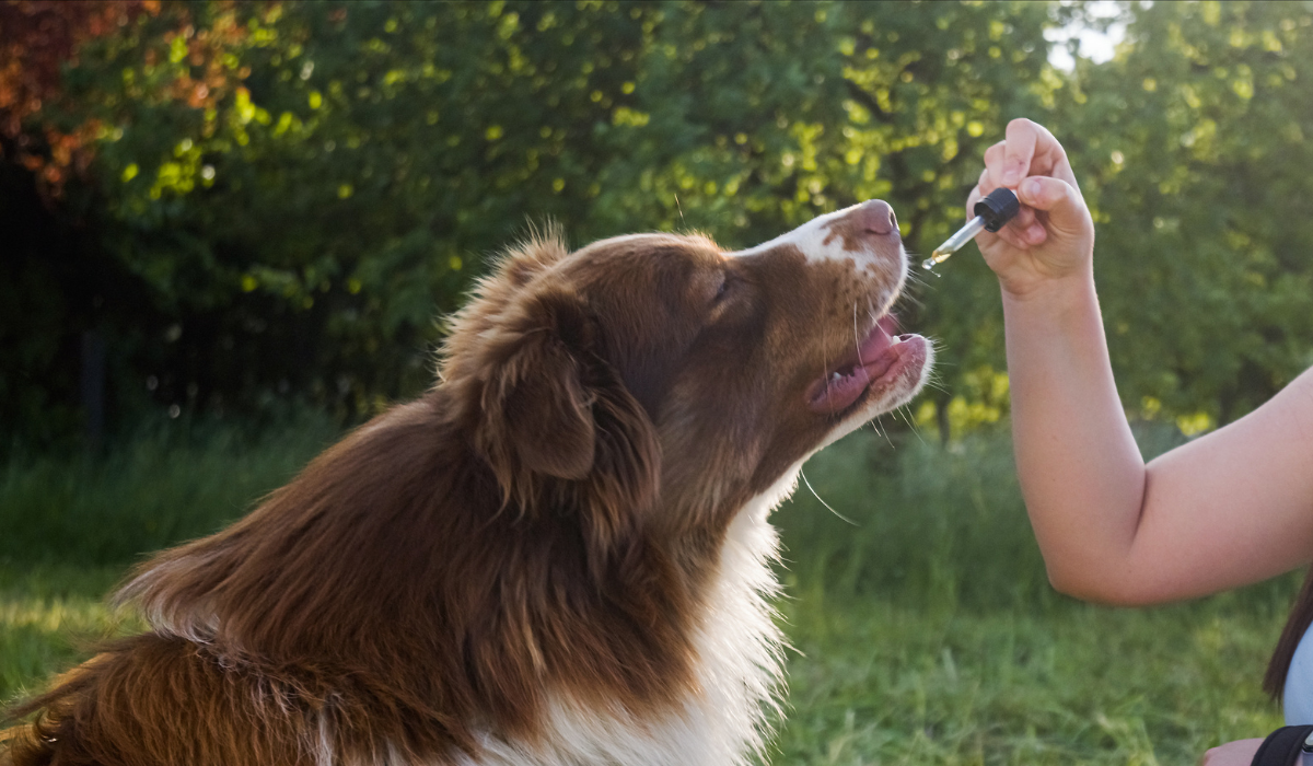 cbd oil for dog