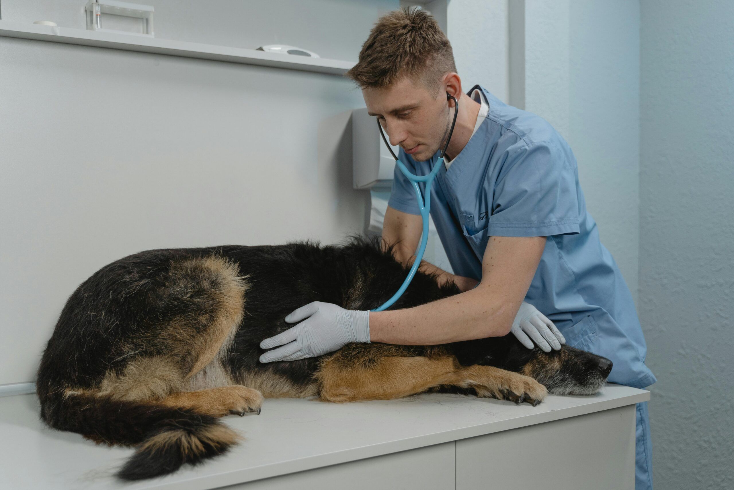 Cancer treatment for dogs