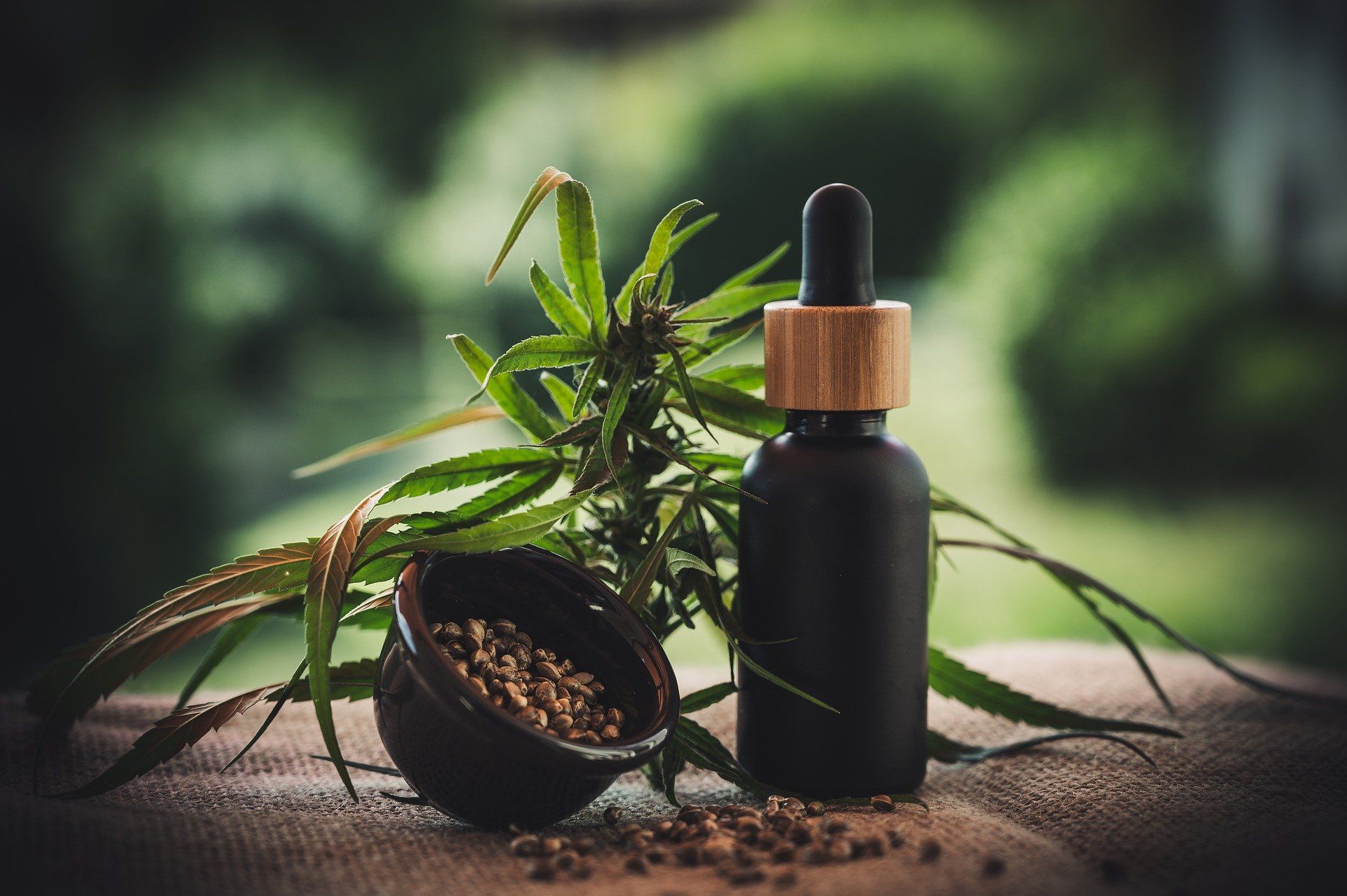 hemp-leaves-seeds-and-oil-dropper-in-shallow-focus hemp-leaves-seeds-and-oil-dropper-in-shallow-focus