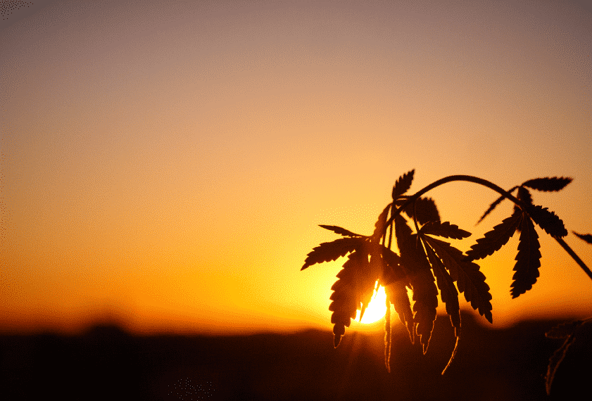 Hemp Oils