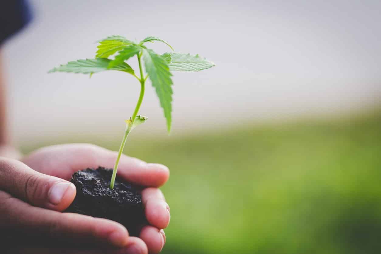 hands-holding-cannabis-plant-in-soil hands-holding-cannabis-plant-in-soil