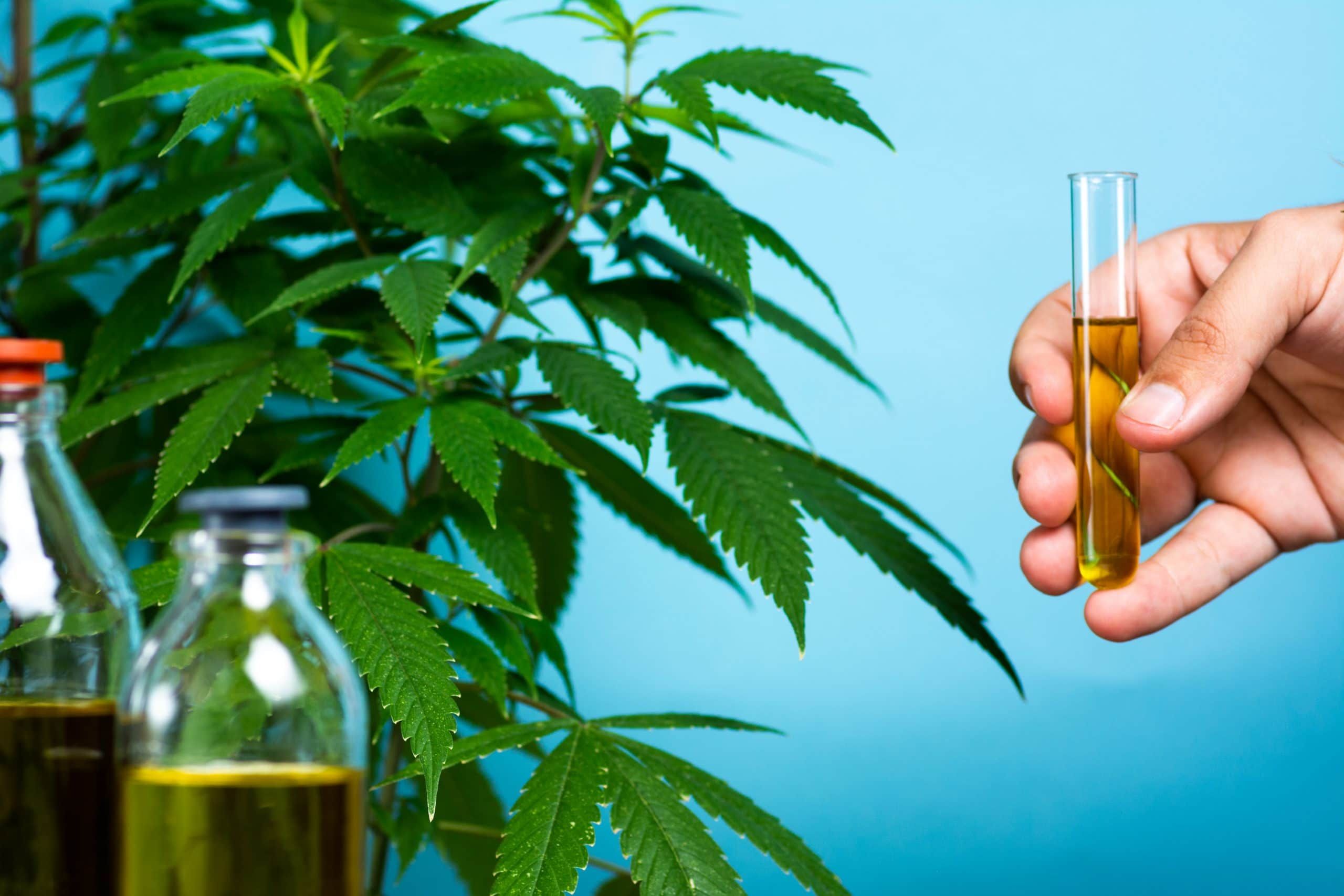 hand-holding-test-tube-of-cannabis-oil-near-plant-and-vials hand-holding-test-tube-of-cannabis-oil-near-plant-and-vials
